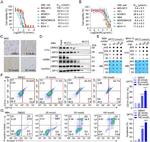 CD11b Antibody in Flow Cytometry (Flow)