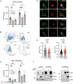 CD14 Antibody in Flow Cytometry (Flow)