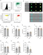 CD14 Antibody in Flow Cytometry (Flow)
