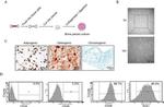 CD29 (Integrin beta 1) Antibody in Flow Cytometry (Flow)