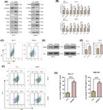 CD44 Antibody in Flow Cytometry (Flow)