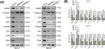 CD44 Antibody in Flow Cytometry (Flow)