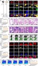LYVE1 Antibody in Flow Cytometry (Flow)