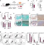 Ly-6G Antibody in Flow Cytometry (Flow)