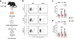 IFN gamma Antibody in Flow Cytometry (Flow)