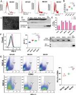 Calreticulin Antibody in Western Blot (WB)