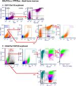 CD71 (Transferrin Receptor) Antibody in Flow Cytometry (Flow)