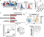 CD73 Antibody in Flow Cytometry (Flow)