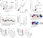 CD73 Antibody in Flow Cytometry (Flow)
