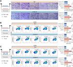 CD206 (MMR) Antibody in Flow Cytometry (Flow)