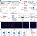 CD206 (MMR) Antibody in Flow Cytometry (Flow)