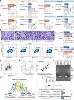 CD206 (MMR) Antibody in Flow Cytometry (Flow)