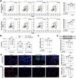 Arginase 1 Antibody in Flow Cytometry (Flow)