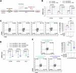 CD206 (MMR) Antibody in Flow Cytometry (Flow)