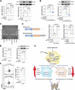 CD206 (MMR) Antibody in Flow Cytometry (Flow)
