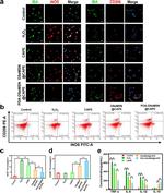 CD206 (MMR) Antibody in Flow Cytometry (Flow)