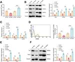 CD206 (MMR) Antibody in Flow Cytometry (Flow)