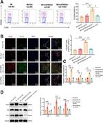 CD206 (MMR) Antibody in Flow Cytometry (Flow)