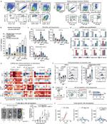 MHC Class I (H-2Kb) Antibody in Flow Cytometry (Flow)