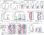 MHC Class I (H-2Kb) Antibody in Flow Cytometry (Flow)