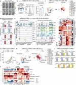 MHC Class I (H-2Kb) Antibody in Flow Cytometry (Flow)