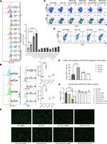 CD69 Antibody in Flow Cytometry (Flow)