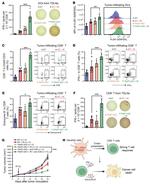 CD8a Antibody in Flow Cytometry (Flow)