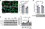 MERTK Antibody in Flow Cytometry (Flow)