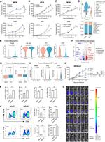 Granzyme B Antibody in Flow Cytometry (Flow)