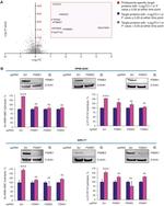 PSMA1 Antibody in Western Blot (WB)