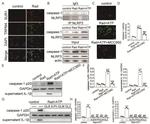 NLRP3 Antibody in Western Blot (WB)