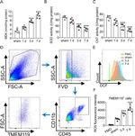 Tmem119 Antibody in Flow Cytometry (Flow)