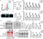 NLRP3 Antibody in Western Blot (WB)