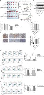 LRP8 Antibody in Flow Cytometry (Flow)