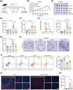 FOXP3 Antibody in Flow Cytometry (Flow)