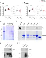 CD184 (CXCR4) Antibody in Flow Cytometry (Flow)