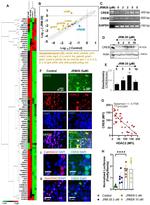 CREB Antibody in Western Blot (WB)