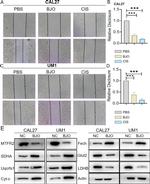 FECH Antibody in Western Blot (WB)