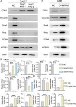 FAM54A Antibody in Western Blot (WB)