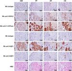 Perlecan Antibody in Immunohistochemistry (Paraffin) (IHC (P))