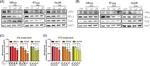 Bcl-2 Antibody in Western Blot (WB)