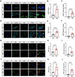 CD4 Antibody in Immunohistochemistry (IHC)