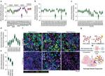 CD20 Antibody in Immunohistochemistry (Paraffin) (IHC (P))