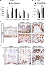 CD44 Antibody in Immunohistochemistry (Paraffin) (IHC (P))