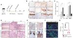 CD44 Antibody in Immunohistochemistry (Paraffin) (IHC (P))