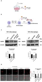 NLRP3 Antibody in Western Blot (WB)
