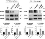 CD206 (MMR) Antibody in Western Blot (WB)