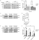 CD144 (VE-cadherin) Antibody in Western Blot (WB)