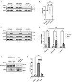 CD144 (VE-cadherin) Antibody in Immunoprecipitation (IP)