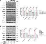 TBK1 Antibody in Western Blot (WB)